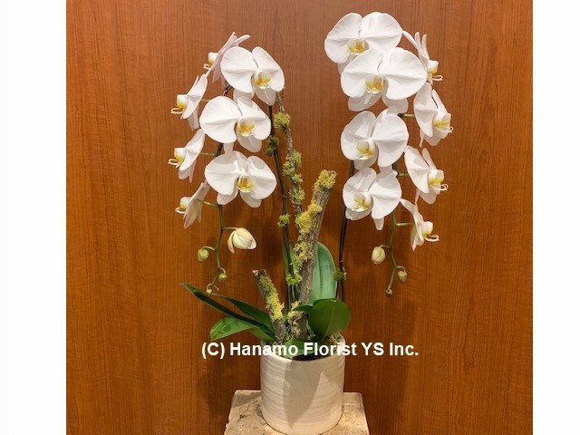 ORCH816 Decorated 2 Large Premium White Orchids in a Pot